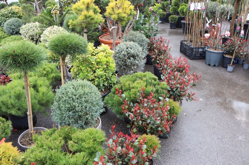 Bush Planting Service in Honolulu, HI