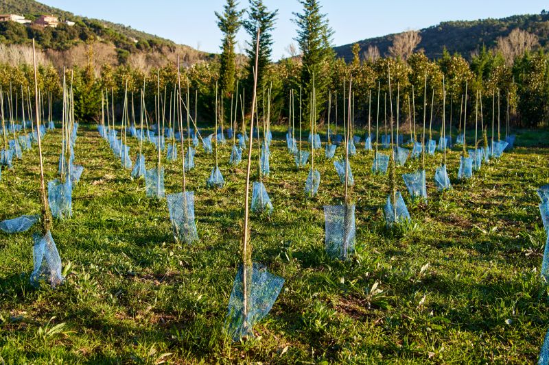 Maple Tree Planting in Ventura County, CA