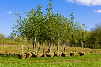 Oak Tree Planting in Ventura County, CA