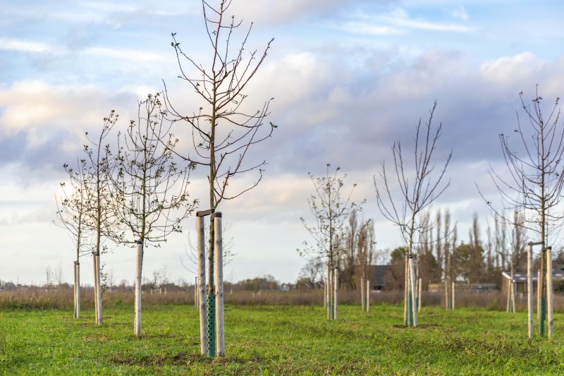 Tree Planting Service in Honolulu, HI