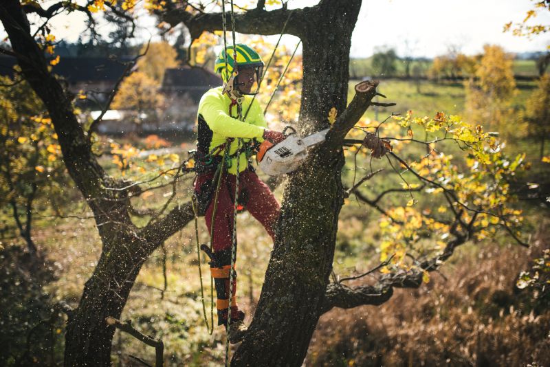 Tree Straightening Service in Reno, NV