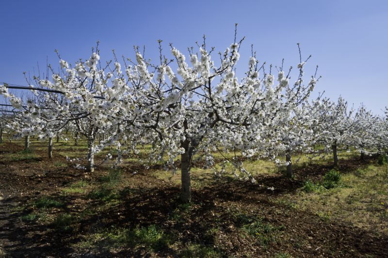 Honolulu, HI